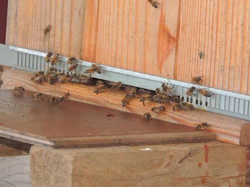 Ruche et abeilles butineuses de la ferme d'Habaru