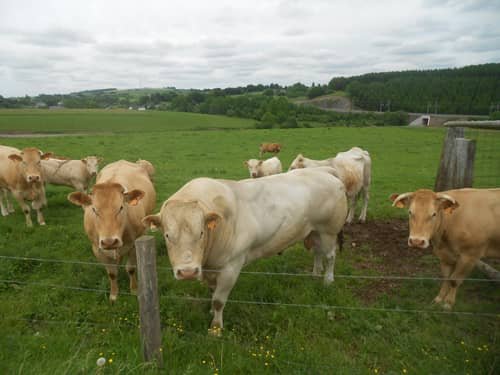 Troupeau de vaches limousines dans un pré de la ferme d'Habaru